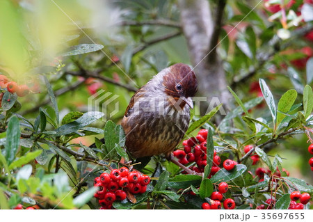 ツグミ科 つぐみ 鶫 35697655