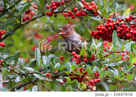 ツグミ科 つぐみ 鶫 35697658