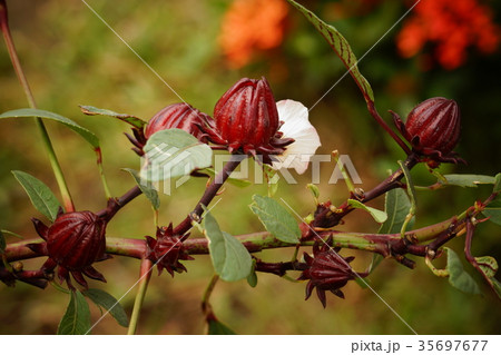 アオイ科 ゼニアオイ アオイ 35697677