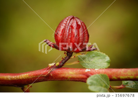 アオイ科 ゼニアオイ アオイ 35697678