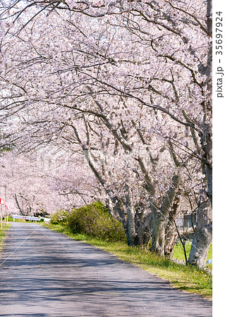 桜並木(太田川桜堤) 桜並木(太田川桜堤) 35697924