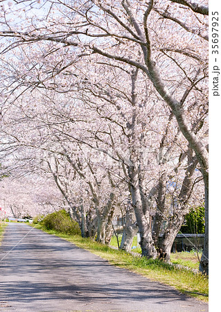 桜並木(太田川桜堤) 桜並木(太田川桜堤) 35697925