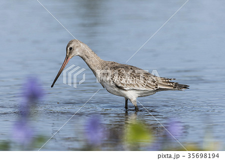 オグロシギ(尾黒鷸) オグロシギ(尾黒鷸) 35698194