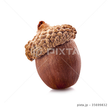 acorns on a white background ,close up acorns on a white background ,close up 35699832