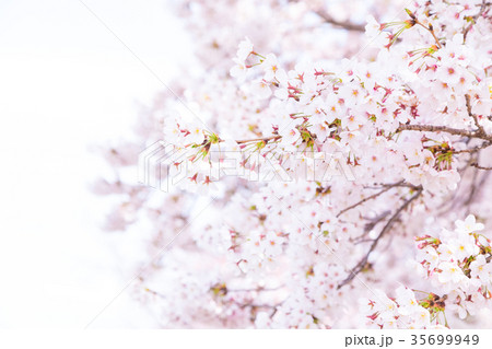 ソメイヨシノ　そめいよしの　桜、満開の桜　サクラ　さくら　染井吉野　コピースペース　文字スペース　 35699949