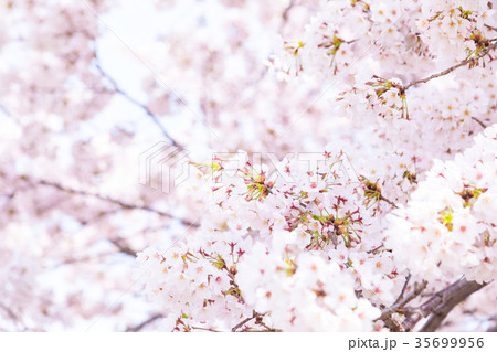 ソメイヨシノ そめいよしの 桜、満開の桜 サクラ さくら 染井吉野 コピースペース 文字スペース ソメイヨシノ そめいよしの 桜、満開の桜 サクラ さくら 染井吉野 コピースペース 文字スペース 35699956