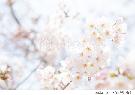 ソメイヨシノ そめいよしの 桜、満開の桜 サクラ さくら 染井吉野 コピースペース 文字スペース ソメイヨシノ そめいよしの 桜、満開の桜 サクラ さくら 染井吉野 コピースペース 文字スペース 35699964