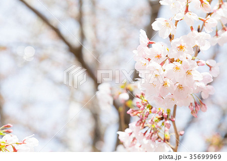 ソメイヨシノ そめいよしの 桜、満開の桜 サクラ さくら 染井吉野 コピースペース 文字スペース ソメイヨシノ そめいよしの 桜、満開の桜 サクラ さくら 染井吉野 コピースペース 文字スペース 35699969
