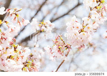 ソメイヨシノ そめいよしの 桜、満開の桜 サクラ さくら 染井吉野 コピースペース 文字スペース ソメイヨシノ そめいよしの 桜、満開の桜 サクラ さくら 染井吉野 コピースペース 文字スペース 35699974