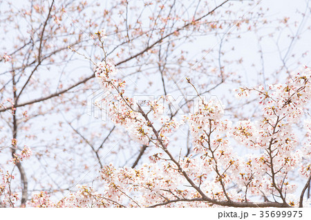 ソメイヨシノ そめいよしの 桜、満開の桜 サクラ さくら 染井吉野 コピースペース 文字スペース ソメイヨシノ そめいよしの 桜、満開の桜 サクラ さくら 染井吉野 コピースペース 文字スペース 35699975