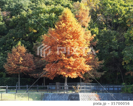 ラクウショウの紅葉 ラクウショウ ヌマスギ ラクウショウの紅葉 ラクウショウ ヌマスギ 35700056