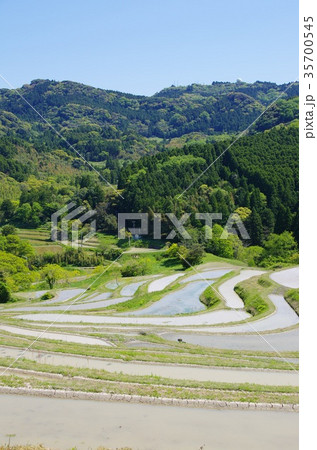 大山千枚田 35700545