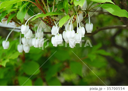 可憐で美しい白花ドウダンツツジ 35700554