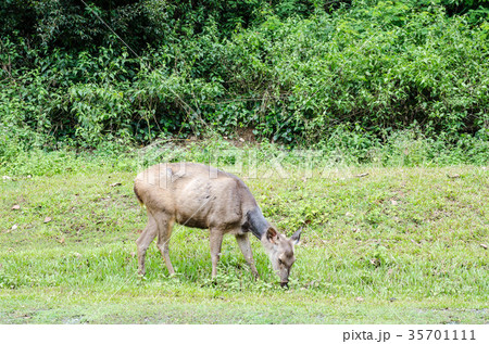 A deer in the tropical forest looking for food A deer in the tropical forest looking for food 35701111