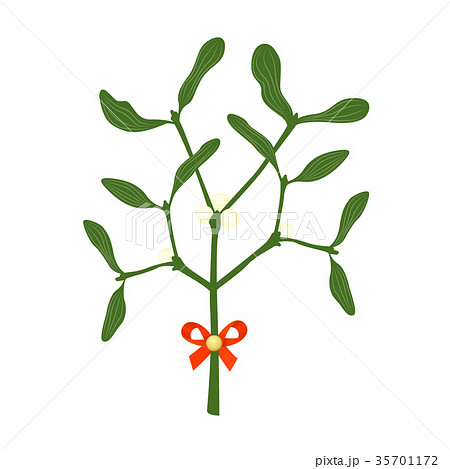 mistletoe branches mistletoe branches 35701172
