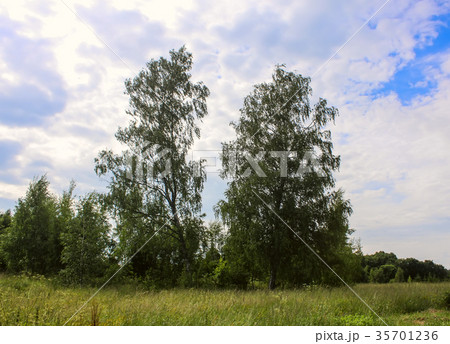 Landscape at summer in Latvia. 35701236