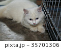 White Persian cat is looking at something 35701306