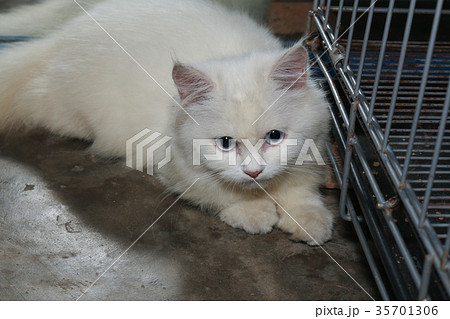 White Persian cat is looking at something White Persian cat is looking at something 35701306