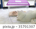 Syrian hamster in the transparent cage is talking 35701307