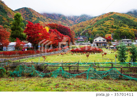 Kawaguchiko maple corridor with fall colors 35701411
