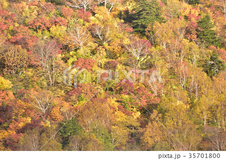 天元台高原の紅葉 35701800