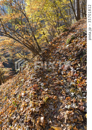 両神山の秋の登山道 35701812