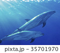 イルカ 35701970