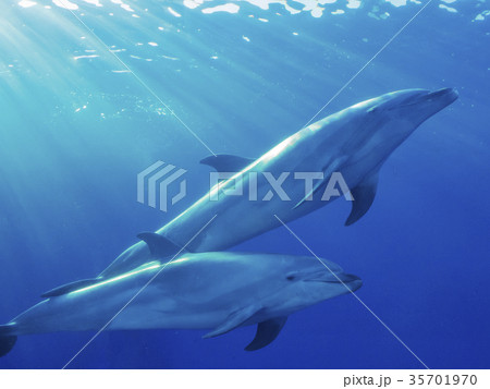イルカ イルカ 35701970