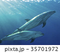 イルカ 35701972