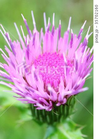 アザミの花 ピンク色 クローズアップの写真素材