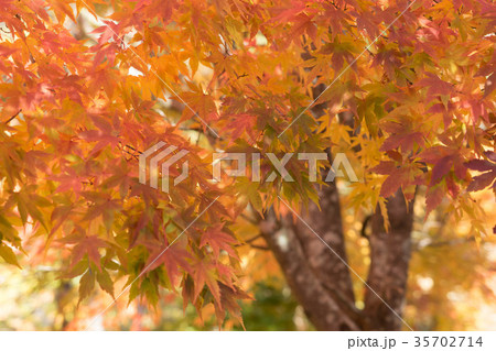 箕輪ダム7250 35702714