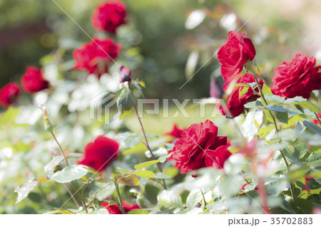 バラの花 35702883