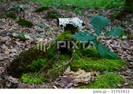small house in the moss 35703932