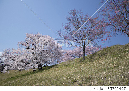 光明寺公園の春 35705407