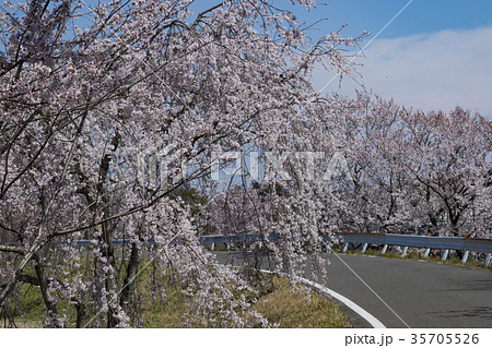 光明寺公園の春 35705526