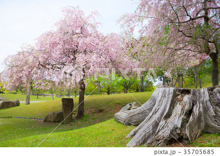 奈良公園 桜 (奈良県奈良市) 2017年4月撮影 奈良公園 桜 (奈良県奈良市) 2017年4月撮影 35705685