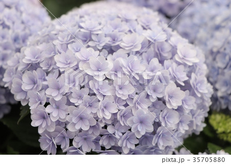 紫陽花 紫陽花 35705880