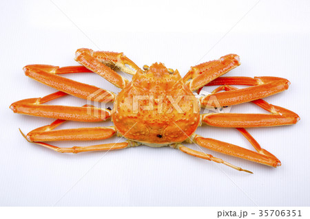 松葉ガニ　食材 35706351