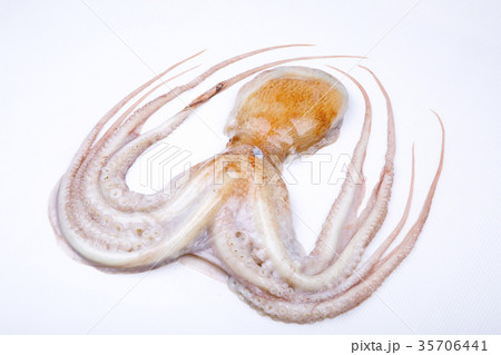 生のタコ　食材 35706441