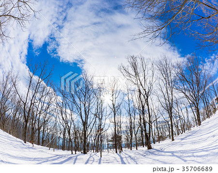 冬の林 35706689