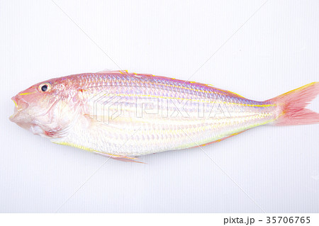 イトヨリ　食材 35706765