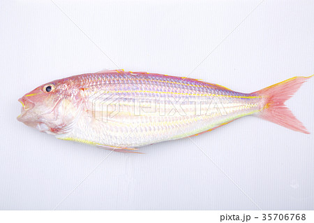 イトヨリ 食材 イトヨリ 食材 35706768