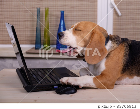 Beagle dog on the table with laptop Beagle dog on the table with laptop 35706913