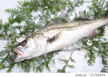 スズキ　食材 35706994