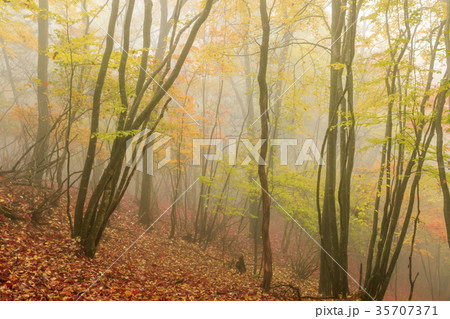 横谷渓谷 横谷渓谷 35707371