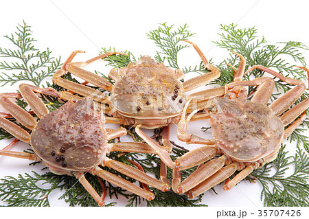 ズワイガニのメス 食材 ズワイガニのメス 食材 35707426