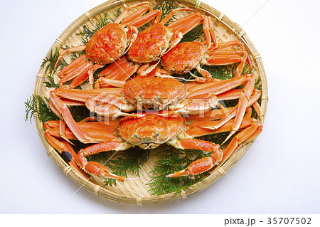 ズワイガニ オスとメス 食材 ズワイガニ オスとメス 食材 35707502