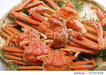 ズワイガニ　オスとメス　食材 35707508