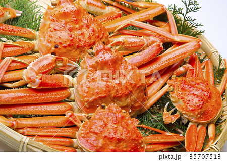 ズワイガニ　オスとメス　食材 35707513