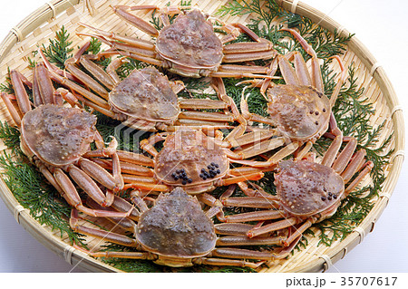 ズワイガニのメス　生　食材 35707617